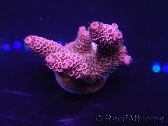 WYSIWYG Acropora 15K4 Mariculture acclimaté led