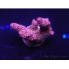 WYSIWYG Acropora 15K4 Mariculture acclimaté led