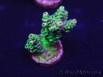 WYSIWYG Acropora 15K8 Mariculture acclimaté led