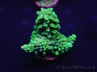 WYSIWYG Acropora millepora 15K9 Mariculture acclimaté led