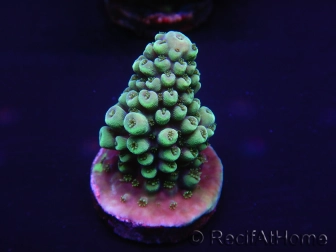 WYSIWYG Acropora hyacinthus 15L1 Mariculture acclimaté led