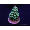 WYSIWYG Acropora hyacinthus 15L1 Mariculture acclimaté led