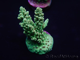 WYSIWYG Acropora millepora 15L2 Mariculture acclimaté led