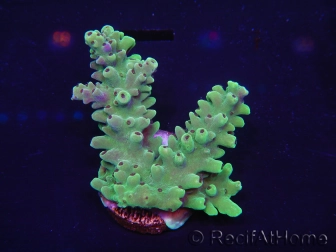 WYSIWYG Acropora millepora 15L4 Mariculture acclimaté led