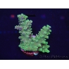 WYSIWYG Acropora millepora 15L4 Mariculture acclimaté led