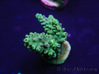 WYSIWYG Acropora aculeus 15L8 Australie acclimaté led