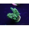 WYSIWYG Acropora aculeus 15L8 Australie acclimaté led