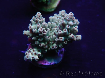 WYSIWYG Acropora aculeus 15M7 Australie acclimaté led