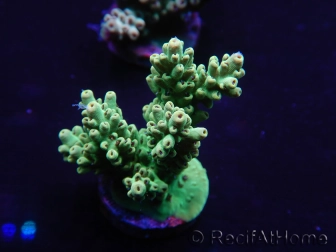 WYSIWYG Acropora millepora 15N2 Mariculture acclimaté led