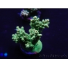 WYSIWYG Acropora millepora 15N2 Mariculture acclimaté led