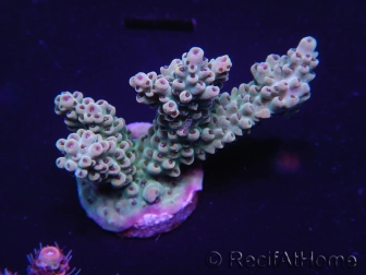 WYSIWYG Acropora 15O1 Australie Acclimaté led