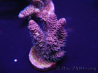 WYSIWYG Acropora 15O3 Mariculture Acclimaté led