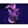 WYSIWYG Acropora 15O3 Mariculture Acclimaté led