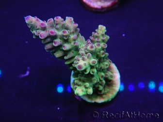 WYSIWYG Acropora 15O4 Mariculture Acclimaté led