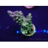 WYSIWYG Acropora 15O4 Mariculture Acclimaté led