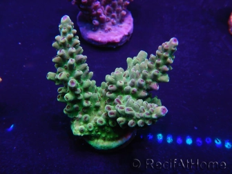 WYSIWYG Acropora 15O7 Mariculture acclimaté led