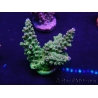 WYSIWYG Acropora 15O7 Mariculture acclimaté led