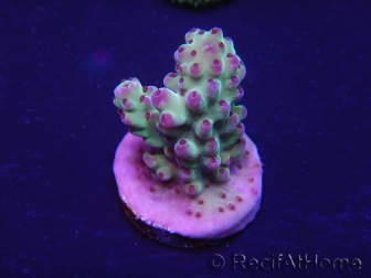 WYSIWYG Acropora tenuis 15P1 Mariculture acclimaté led