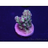 WYSIWYG Acropora tenuis 15P1 Mariculture acclimaté led