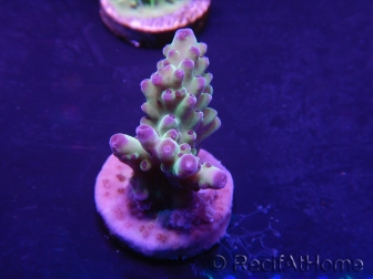 WYSIWYG Acropora aculeus 15P5 Australie acclimaté led