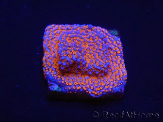 WYSIWYG Montipora Superman 11A1