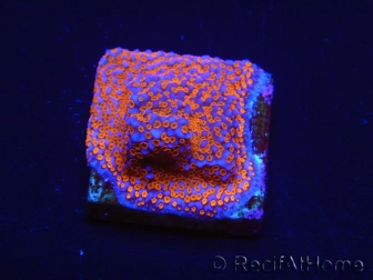 WYSIWYG Montipora Superman 11A2