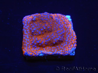 WYSIWYG Montipora Superman 11A4