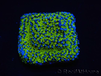 WYSIWYG Montipora Ultraman 11B1