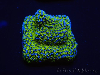 WYSIWYG Montipora ultraman 11B4