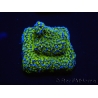 WYSIWYG Montipora ultraman 11B4