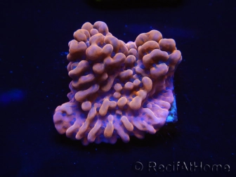 WYSIWYG JF Montipora Altered Ego 11B6