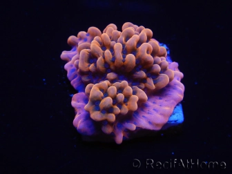 WYSIWYG JF Montipora Altered Ego 11B8