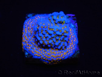 WYSIWYG Montipora Rainbow 11C4