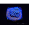 WYSIWYG Montipora Rainbow 11C4