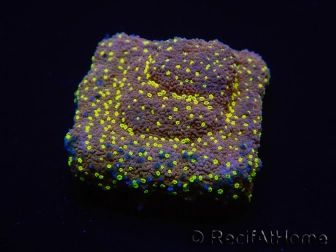 WYSIWYG Montipora Habanero 11C5