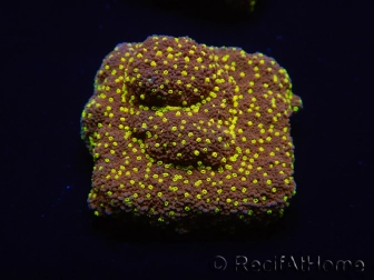 WYSIWYG Montipora Habanero 11C8