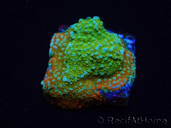 WYSIWYG Montipora Chili Pepper 11D4