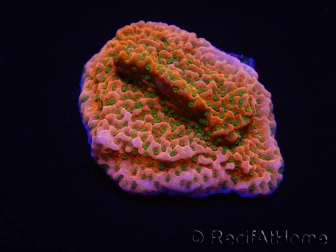 WYSIWYG RAH Montipora Phoenix evolution 11E8