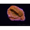 WYSIWYG RAH Montipora Phoenix evolution 11E8