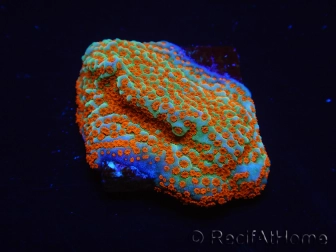 WYSIWYG RAH Montipora Reverse Sunset 11F1