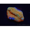 WYSIWYG RAH Montipora Reverse Sunset 11F1