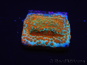 WYSIWYG RAH Montipora Reverse Sunset 11F4