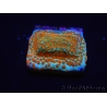 WYSIWYG RAH Montipora Reverse Sunset 11F4