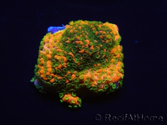 WYSIWYG Montipora Sunset 11F8