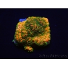 WYSIWYG Montipora Sunset 11F8