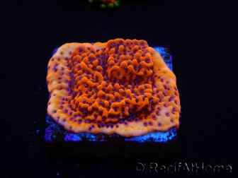 WYSIWYG RAH Montipora Mystic Sunset 11G8