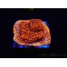 WYSIWYG RAH Montipora Mystic Sunset 11G8