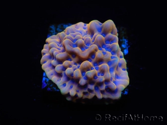 WYSIWYG Montipora Kung Pao 11H7