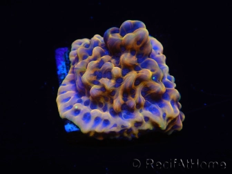 WYSIWYG Montipora Kung Pao 11H8