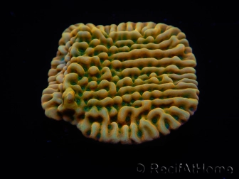 WYSIWYG JF Beach Bum Montipora 11I8